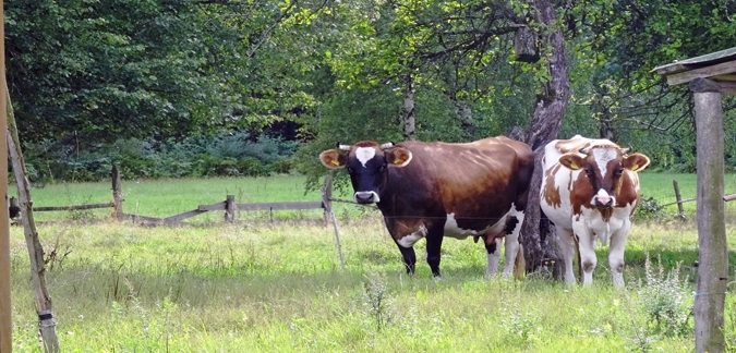 Latvian Countryside, photo by Daina